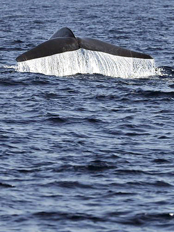 Blu Whale Mirissa, Sri Lanka