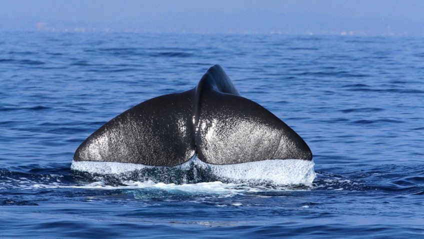Whale in Trinco