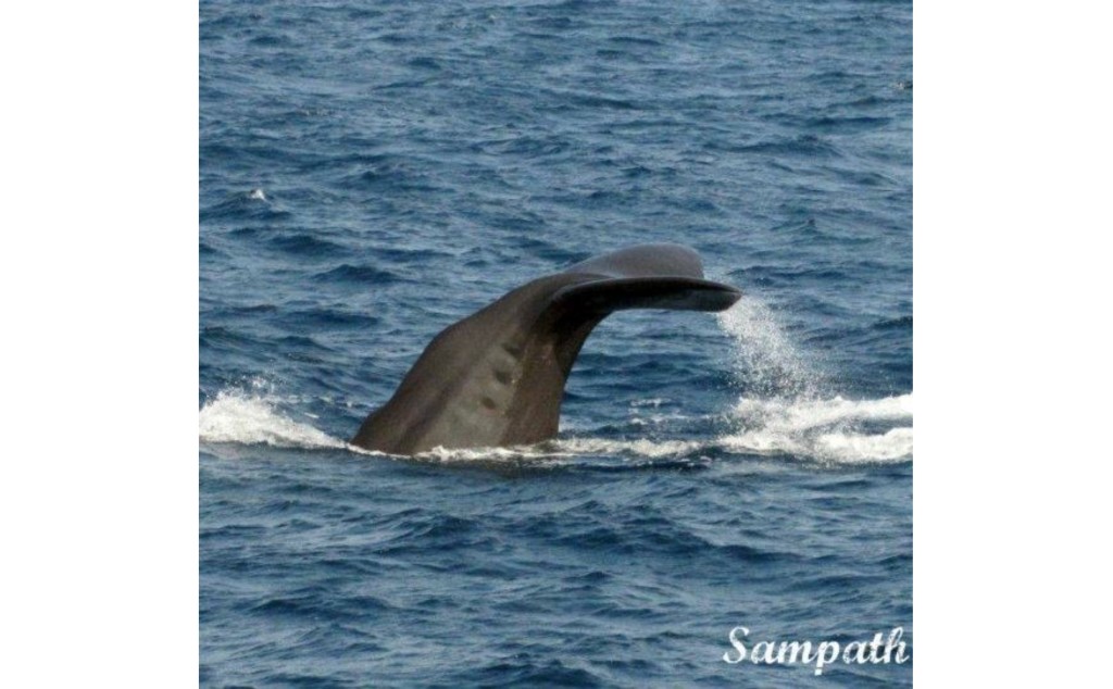 sperm whale edited