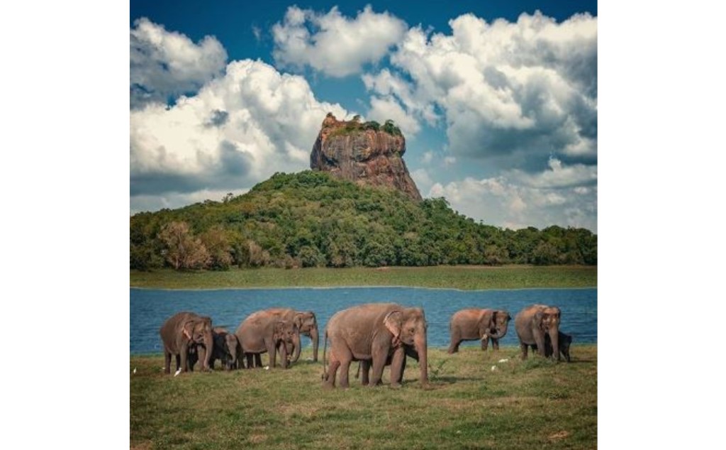 sigiriya elephants blog