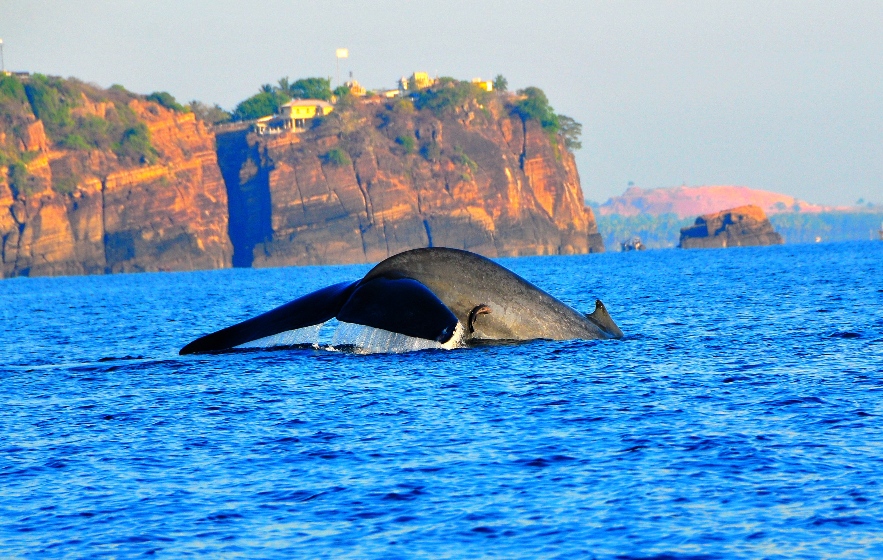 whale off Trinco