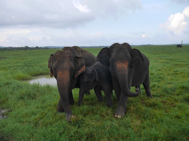 Charged By A Herd Of Wild Elephants In Kaudulla National Park – Leif Harum